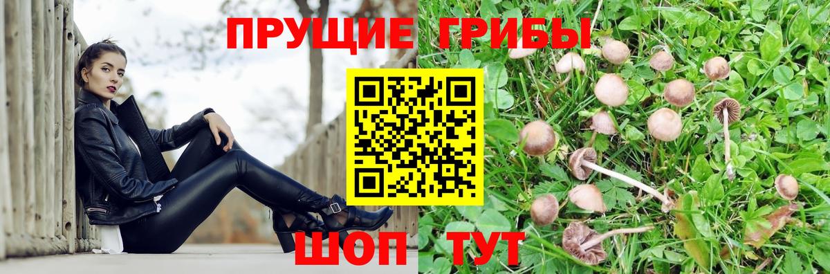 Галлюциногенные грибы прущие грибы Лесосибирск